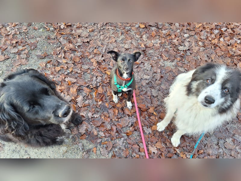 zarte kleine Pinscher Mischlings-Hündin Madita sucht ein Zuhause