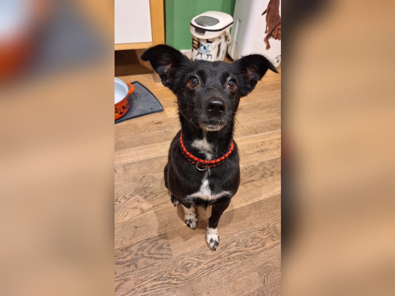 zarte kleine Pinscher Mischlings-Hündin Madita sucht ein Zuhause