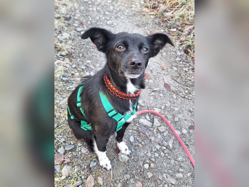 zarte kleine Pinscher Mischlings-Hündin Madita sucht ein Zuhause