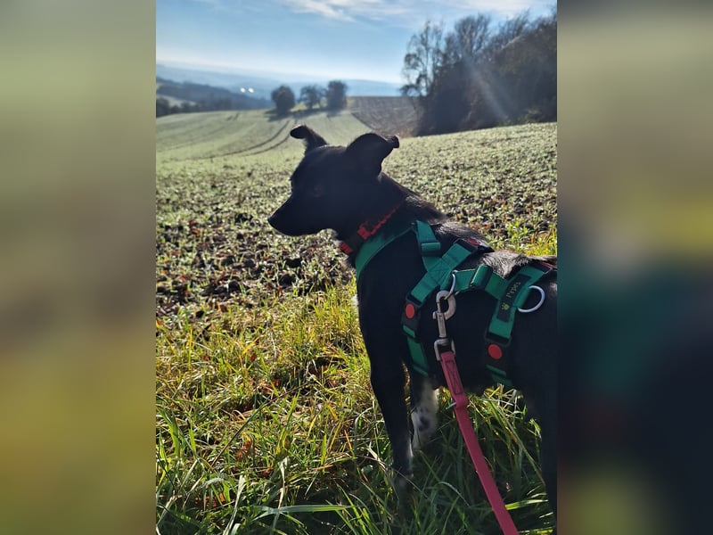zarte kleine Pinscher Mischlings-Hündin Madita sucht ein Zuhause