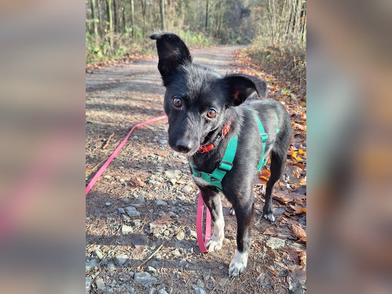 zarte kleine Pinscher Mischlings-Hündin Madita sucht ein Zuhause