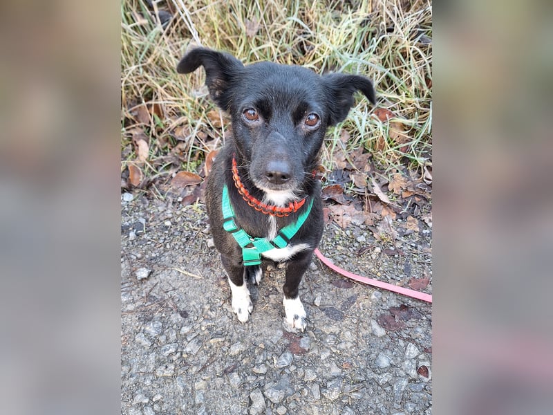 zarte kleine Pinscher Mischlings-Hündin Madita sucht ein Zuhause