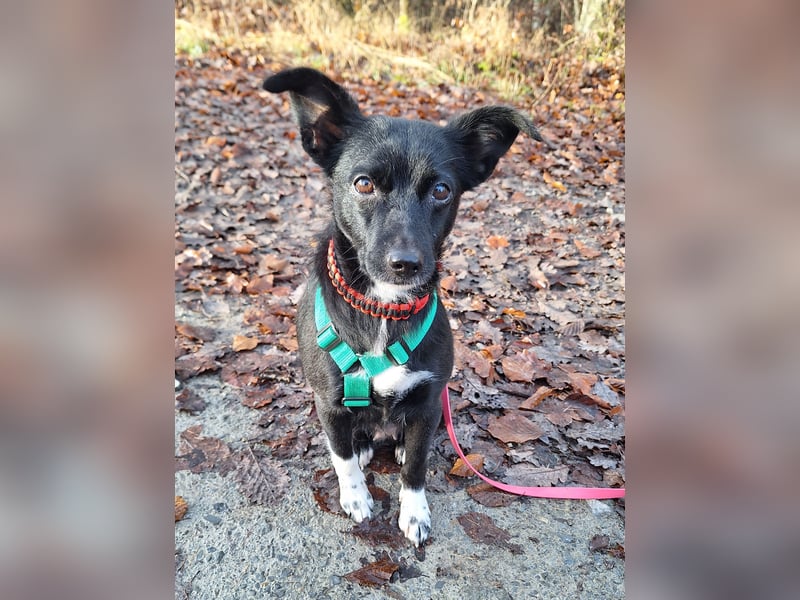 zarte kleine Pinscher Mischlings-Hündin Madita sucht ein Zuhause