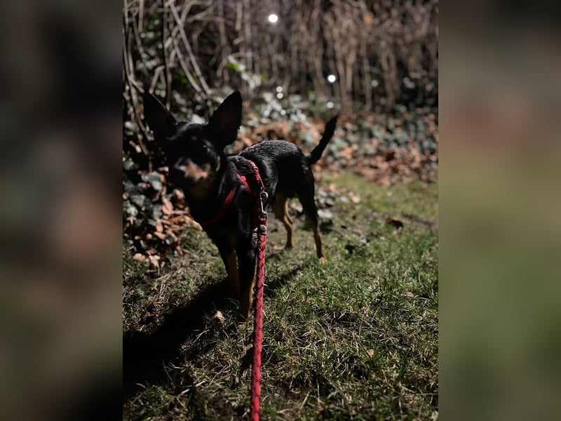 Zwergpinscher Mix - Liebevoller Familienhund