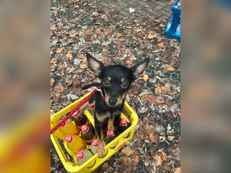 Zwergpinscher Mix - Liebevoller Familienhund