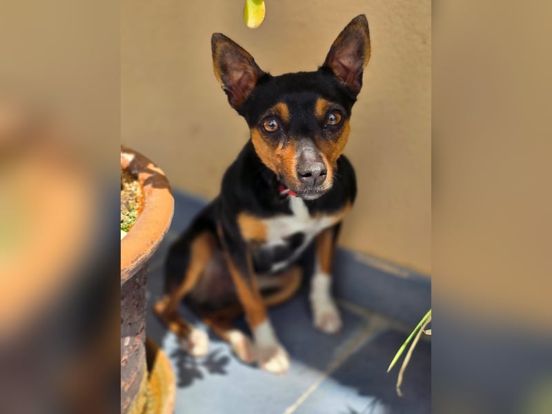 Chica - kleine katzenverträgliche Pinscher-Mix-Hündin mit wachem Blick sucht ihr Herzenszuhause
