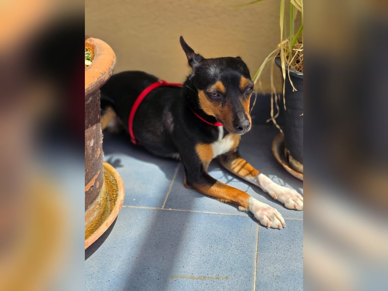 Chica - kleine katzenverträgliche Pinscher-Mix-Hündin mit wachem Blick sucht ihr Herzenszuhause