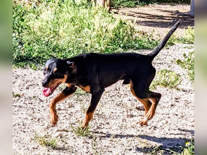 Cooper ,kleiner Herzenshund mit großer Lebensfreude sucht sein Für-immer-Zuhause