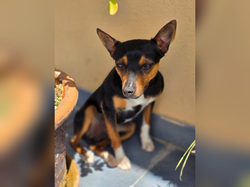 Chica - kleine katzenverträgliche Pinscher-Mix-Hündin mit wachem Blick sucht ihr Herzenszuhause
