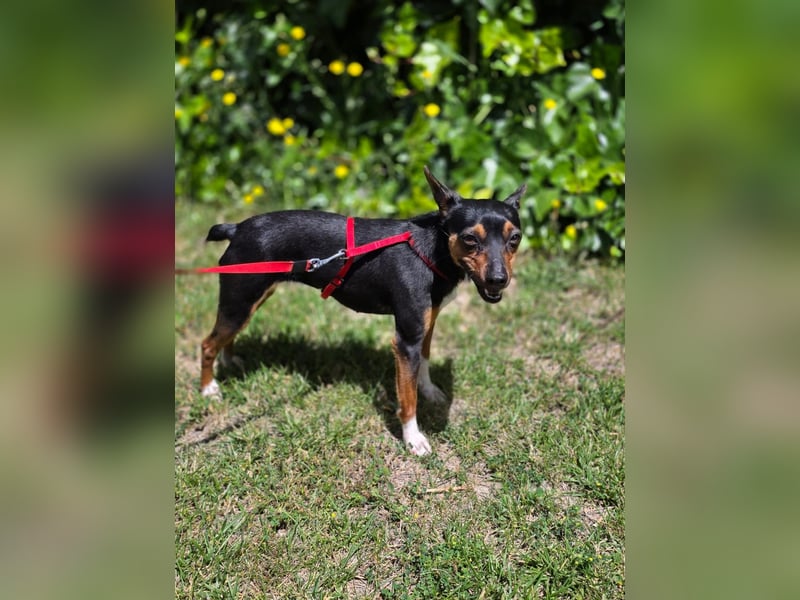 Chica - kleine katzenverträgliche Pinscher-Mix-Hündin mit wachem Blick sucht ihr Herzenszuhause