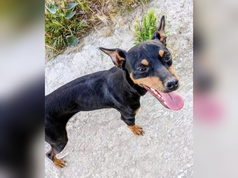 Cooper - kleiner Herzenshund mit großer Lebensfreude sucht sein Für-immer-Zuhause