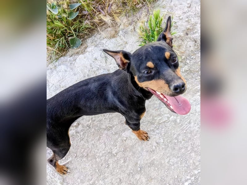 Cooper ,kleiner Herzenshund mit großer Lebensfreude sucht sein Für-immer-Zuhause
