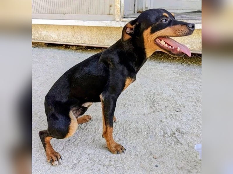Cooper - kleiner Herzenshund mit großer Lebensfreude sucht sein Für-immer-Zuhause