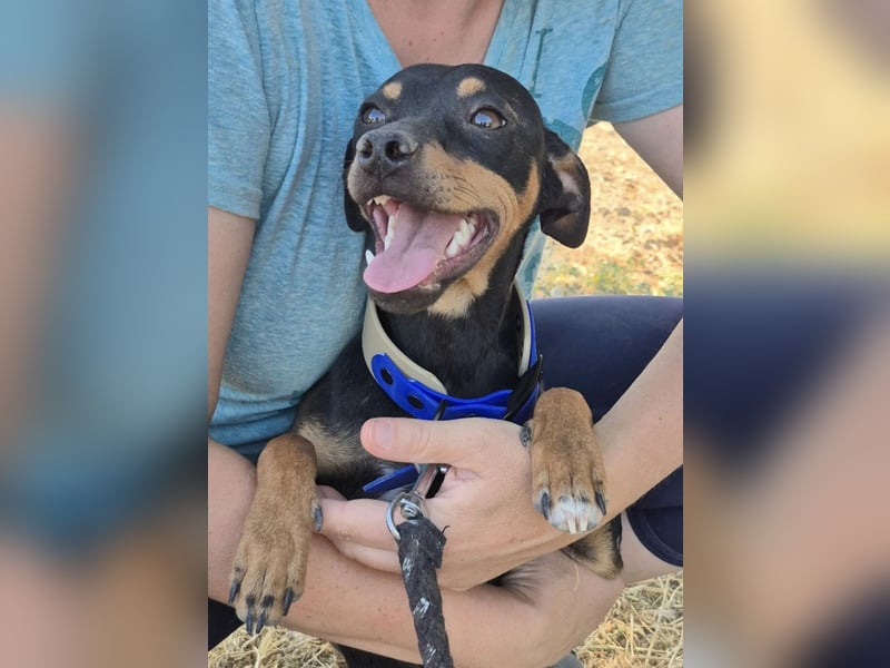 Cooper ,kleiner Herzenshund mit großer Lebensfreude sucht sein Für-immer-Zuhause