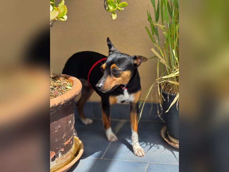 Chica - kleine katzenverträgliche Pinscher-Mix-Hündin mit wachem Blick sucht ihr Herzenszuhause