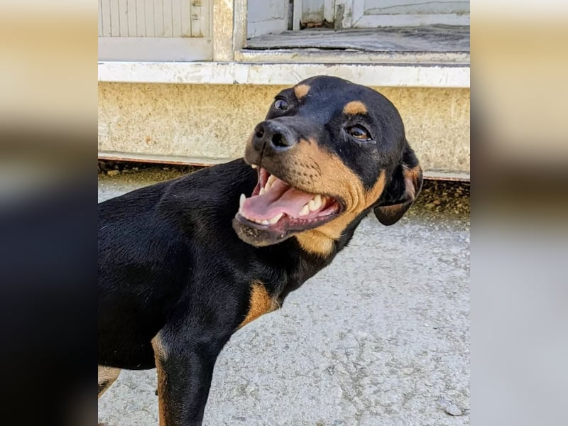 Cooper ,kleiner Herzenshund mit großer Lebensfreude sucht sein Für-immer-Zuhause