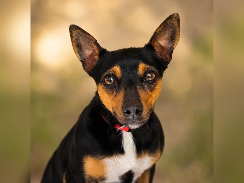Chica - kleine katzenverträgliche Pinscher-Mix-Hündin mit wachem Blick sucht ihr Herzenszuhause