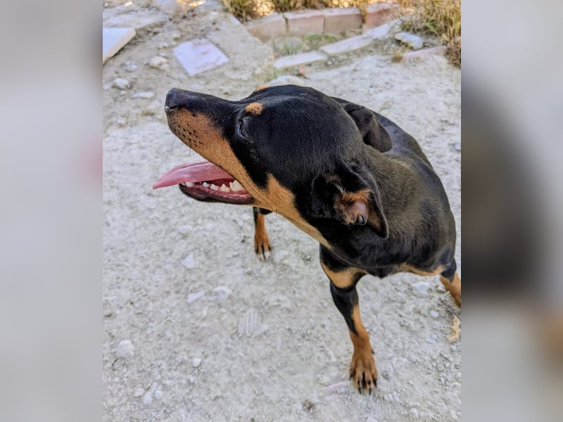 Cooper - kleiner Herzenshund mit großer Lebensfreude sucht sein Für-immer-Zuhause