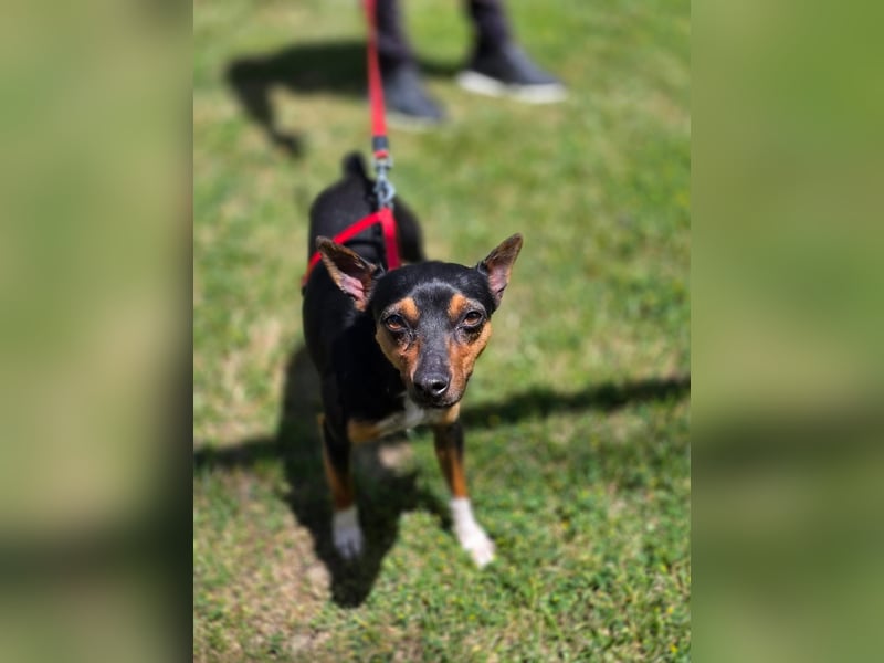 Chica - kleine katzenverträgliche Pinscher-Mix-Hündin mit wachem Blick sucht ihr Herzenszuhause