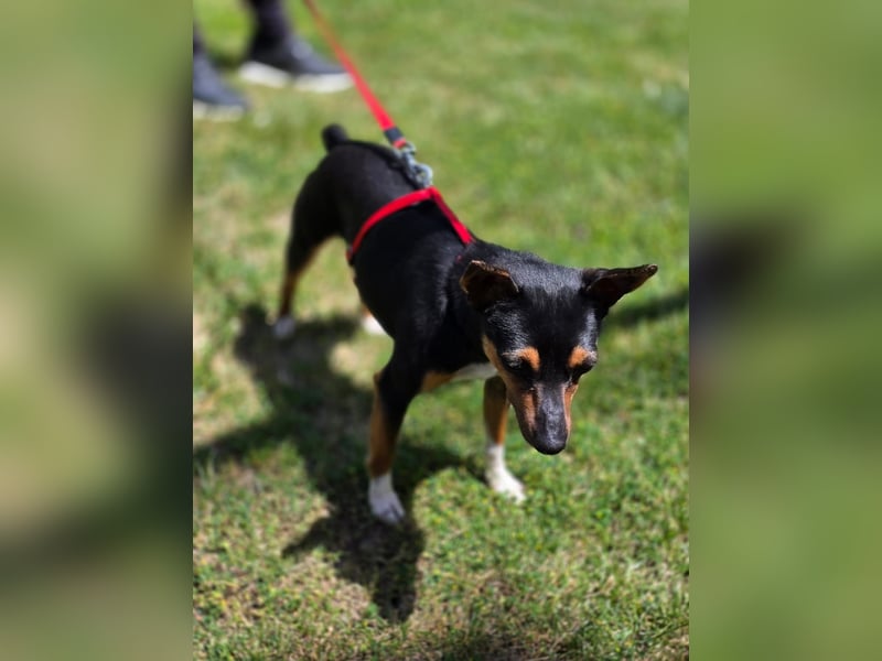 Chica - kleine katzenverträgliche Pinscher-Mix-Hündin mit wachem Blick sucht ihr Herzenszuhause
