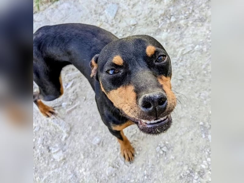 Cooper ,kleiner Herzenshund mit großer Lebensfreude sucht sein Für-immer-Zuhause