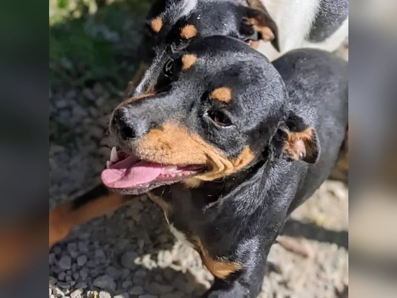 Cooper - kleiner Herzenshund mit großer Lebensfreude sucht sein Für-immer-Zuhause