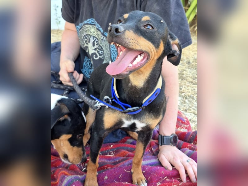 Cooper ,kleiner Herzenshund mit großer Lebensfreude sucht sein Für-immer-Zuhause