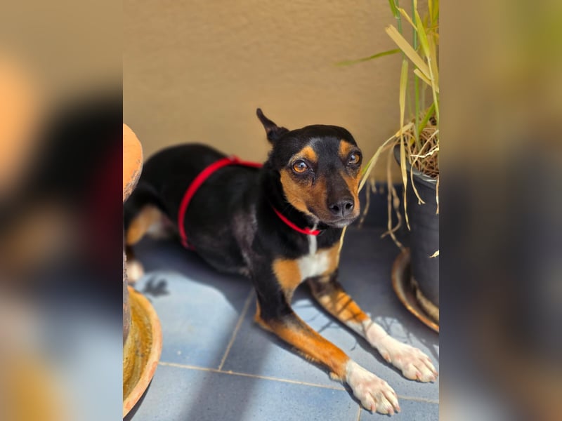 Chica - kleine katzenverträgliche Pinscher-Mix-Hündin mit wachem Blick sucht ihr Herzenszuhause