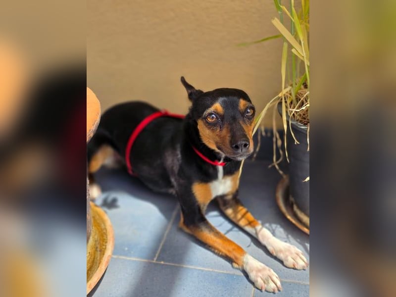 Chica - kleine katzenverträgliche Pinscher-Mix-Hündin mit wachem Blick sucht ihr Herzenszuhause