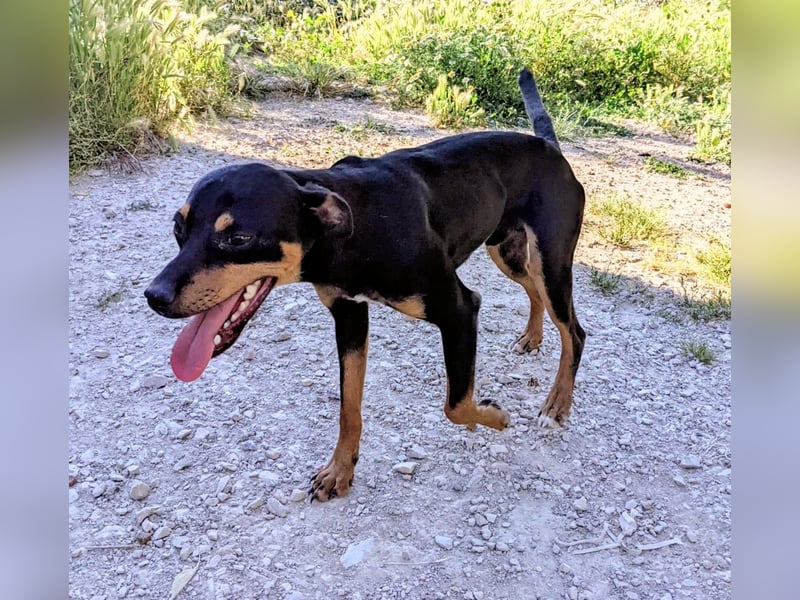 Cooper - kleiner Herzenshund mit großer Lebensfreude sucht sein Für-immer-Zuhause