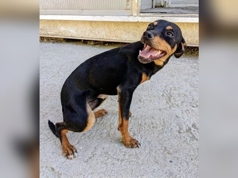 Cooper ,kleiner Herzenshund mit großer Lebensfreude sucht sein Für-immer-Zuhause