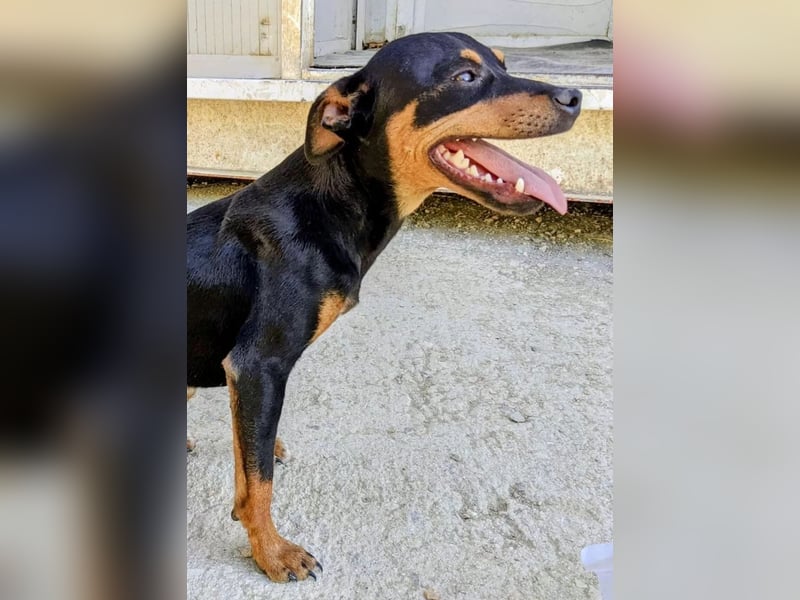 Cooper ,kleiner Herzenshund mit großer Lebensfreude sucht sein Für-immer-Zuhause