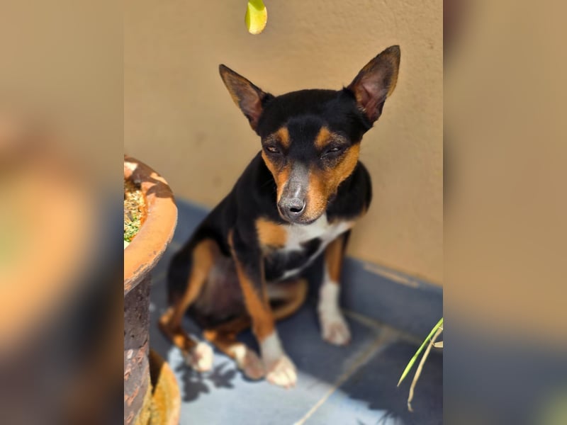 Chica - kleine katzenverträgliche Pinscher-Mix-Hündin mit wachem Blick sucht ihr Herzenszuhause