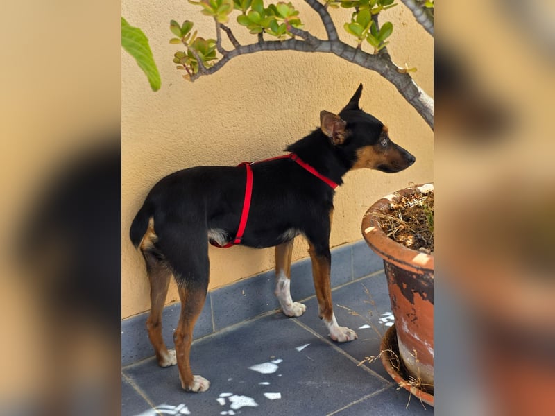 Chica - kleine katzenverträgliche Pinscher-Mix-Hündin mit wachem Blick sucht ihr Herzenszuhause