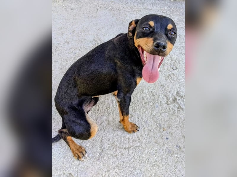Cooper ,kleiner Herzenshund mit großer Lebensfreude sucht sein Für-immer-Zuhause