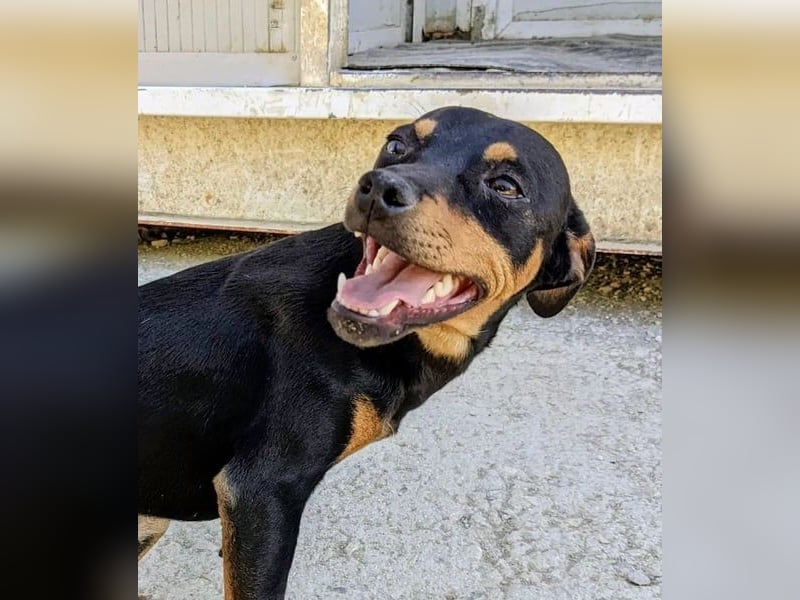 Cooper - kleiner Herzenshund mit großer Lebensfreude sucht sein Für-immer-Zuhause