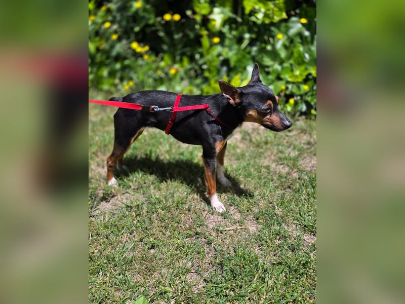 Chica - kleine katzenverträgliche Pinscher-Mix-Hündin mit wachem Blick sucht ihr Herzenszuhause
