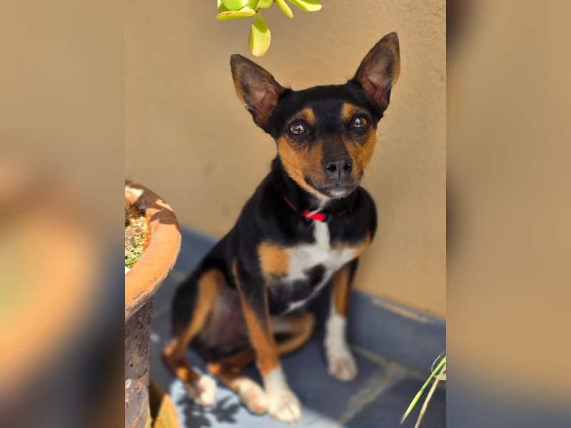 Chica - kleine katzenverträgliche Pinscher-Mix-Hündin mit wachem Blick sucht ihr Herzenszuhause
