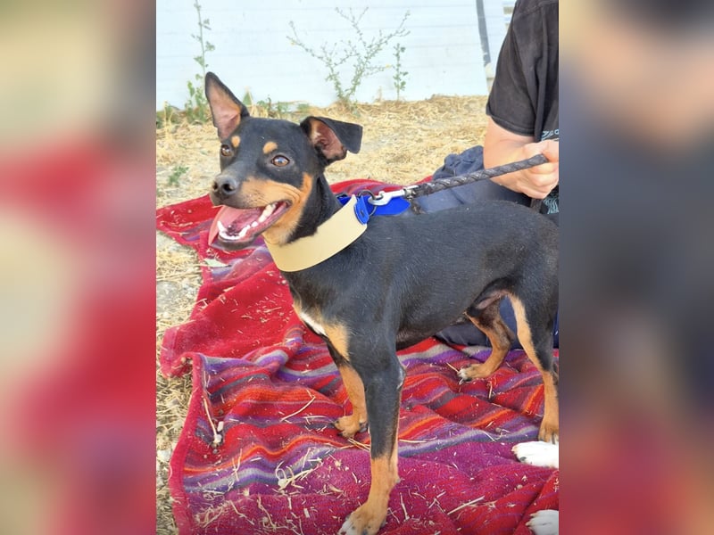 Cooper ,kleiner Herzenshund mit großer Lebensfreude sucht sein Für-immer-Zuhause