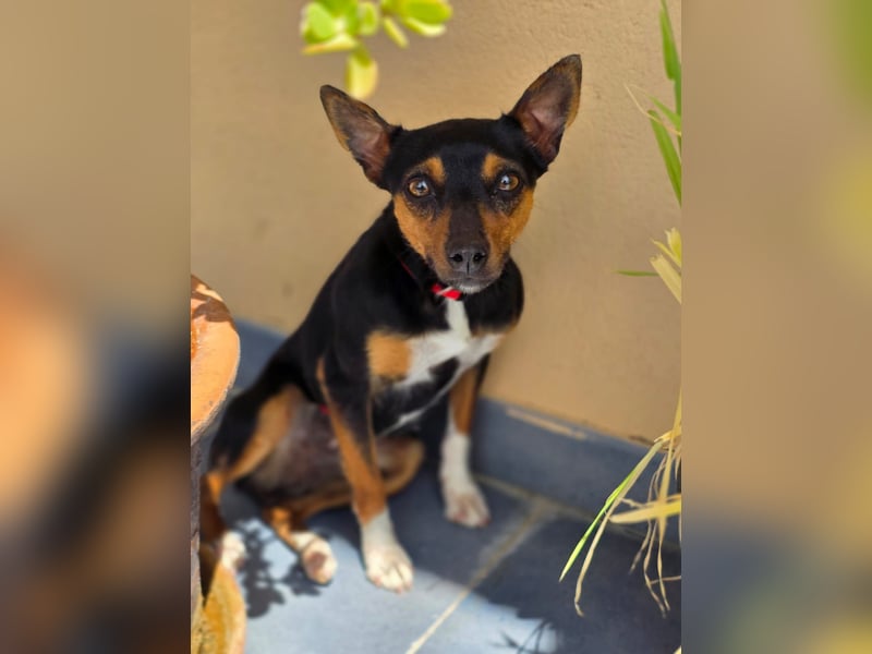 Chica - kleine katzenverträgliche Pinscher-Mix-Hündin mit wachem Blick sucht ihr Herzenszuhause