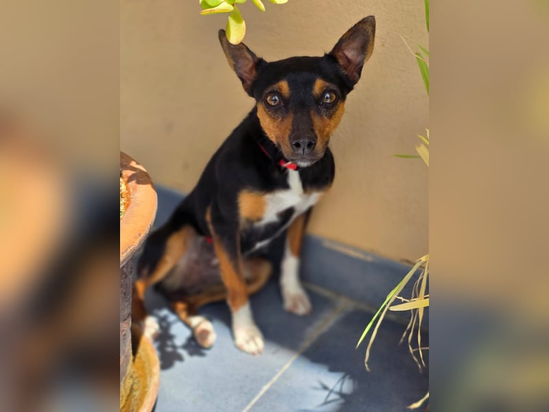 Chica - kleine katzenverträgliche Pinscher-Mix-Hündin mit wachem Blick sucht ihr Herzenszuhause