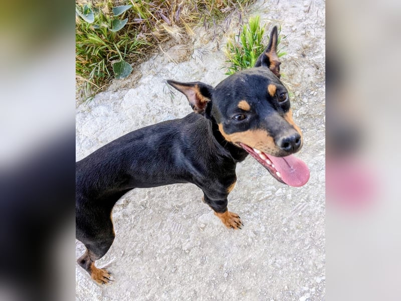 Cooper - kleiner Herzenshund mit großer Lebensfreude sucht sein Für-immer-Zuhause