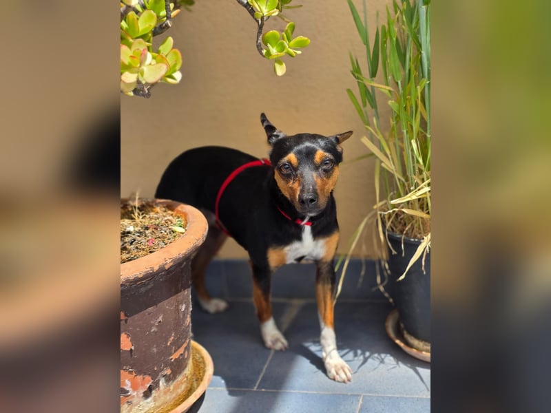 Chica - kleine katzenverträgliche Pinscher-Mix-Hündin mit wachem Blick sucht ihr Herzenszuhause
