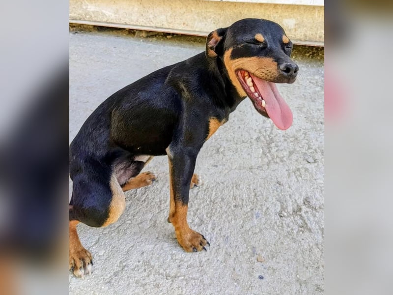 Cooper ,kleiner Herzenshund mit großer Lebensfreude sucht sein Für-immer-Zuhause