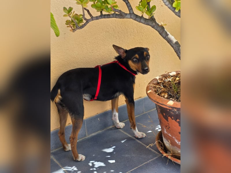 Chica - kleine katzenverträgliche Pinscher-Mix-Hündin mit wachem Blick sucht ihr Herzenszuhause