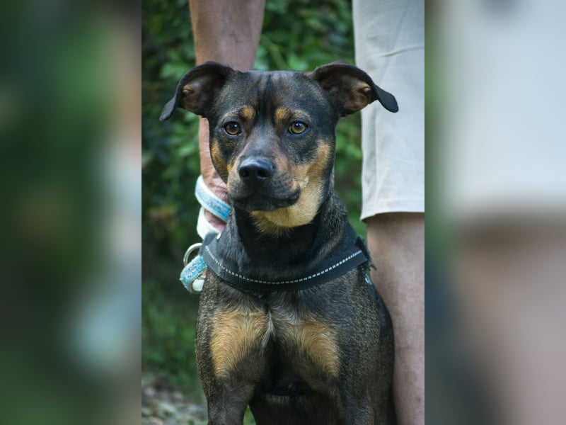 Fido SI – Ein aktiver Hund auf der Suche nach einem erfahrenen Zuhause