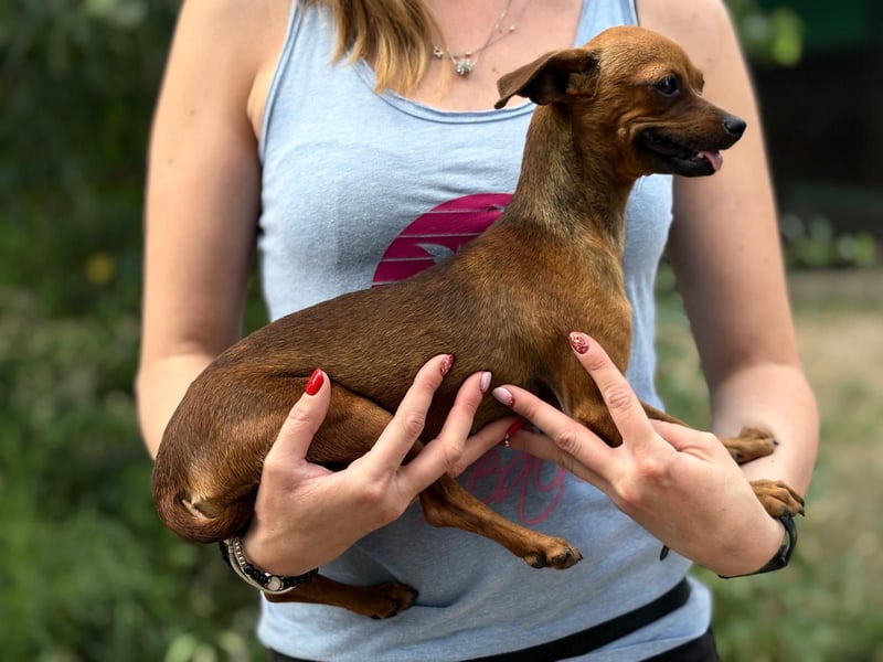 Ernella-KK – kleines Sonnenscheinchen sucht liebevolle Menschen ✨