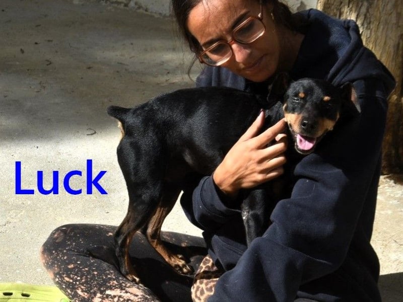 Luck geb. 07/2021 (in Deutschland) - menschenbezogener, kleiner Pinscher-Mix!