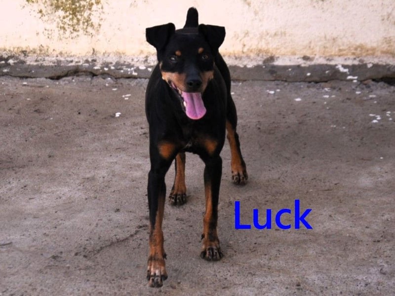 Luck geb. 07/2021 (in Deutschland) - menschenbezogener, kleiner Pinscher-Mix!