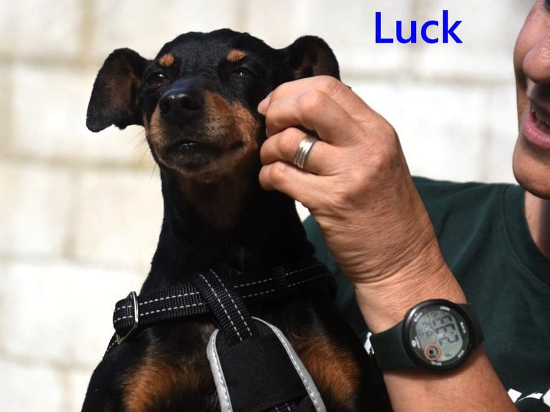 Luck geb. 07/2021 (in Deutschland) - menschenbezogener, kleiner Pinscher-Mix!